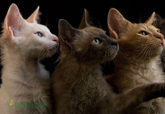 Mèo Laperm có nhiều màu lông khác nhau