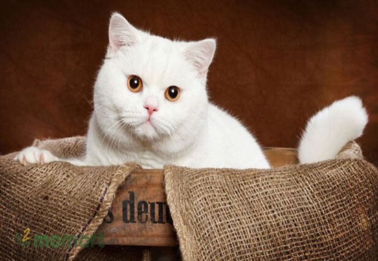 Điểm ấn tượng nhất của mèo British Shorthair là đôi mắt to tròn