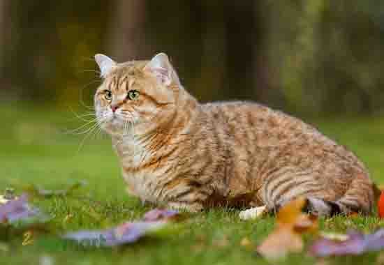 Các bé mèo British shorthair dễ dàng “sống chung” cùng nhiều thú cưng