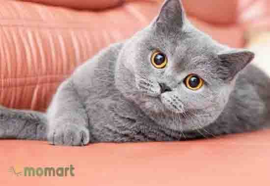 Em mèo lông ngắn Anh có bộ lông mượt mà, bóng bẩy