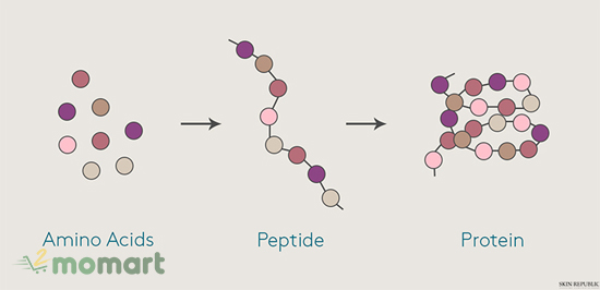 Peptide là gì