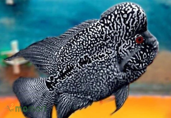 La Hán đen là giống cá cảnh đắt đỏ và quý hiếm