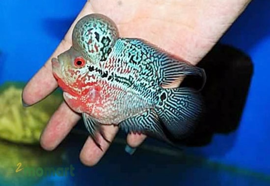 La Hán là loài cá cảnh được nuôi tách trong giai đoạn sinh sản