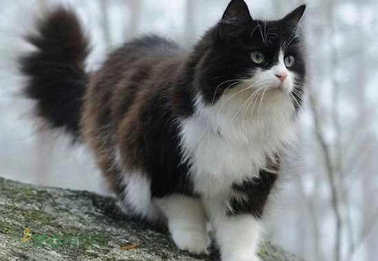 Đặc điểm mèo Tuxedo gồm những điểm nổi bật nào?