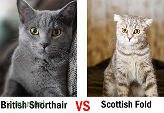 Cách phân biệt mèo Mỹ lông ngắn với mèo Anh lông ngắn