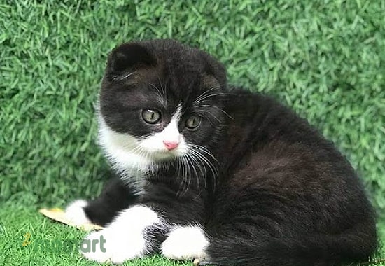 Mèo Tuxedo lông ngắn tai cụp Scotland