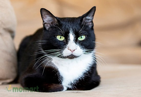 Tuxedo mèo Anh lông ngắn sở hữu màu nhị sắc