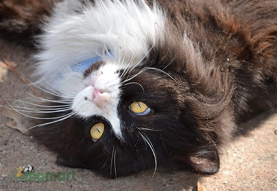 Giống mèo Tuxedo Ba Tư nổi tiếng