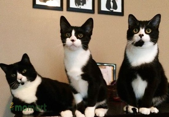 Thức ăn của mèo màu Tuxedo thích nhất là gì?