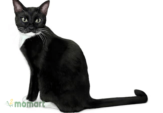 Tuxedo mèo Mỹ lông ngắn cũng rất phổ biến
