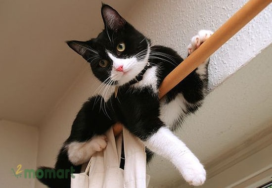 Cách chăm sóc cho mèo Tuxedo lông ngắn
