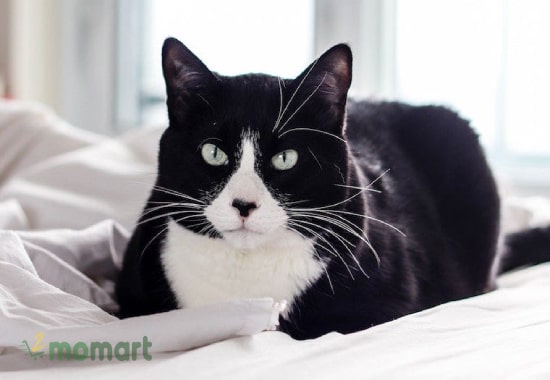 Tính cách mèo Tuxedo phụ thuộc vào cách nuôi và giống nòi của nó