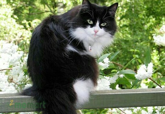 Giống mèo Tuxedo có nên nuôi hay không?
