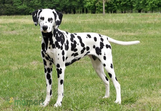 Những chú chó Dalmatian với màu da cực kỳ độc đáo