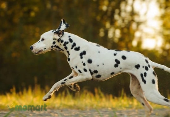 Chó Dalmatian thích chạy nhảy, vui đùa trong không gian rộng lớn