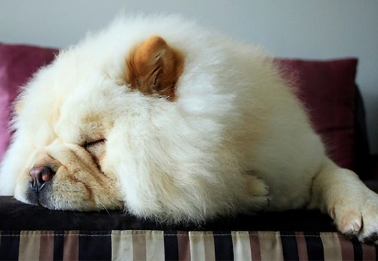 Chó Chow Chow trắng đặc điểm được yêu thích nhận nuôi