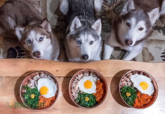 Thức ăn cho chó Husky bao gồm những gì?