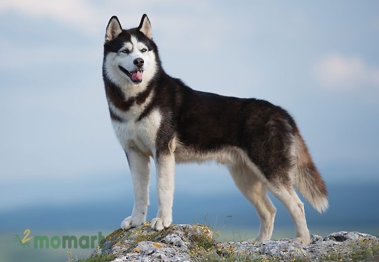 Phân loại các giống chó Husky thuần chủng