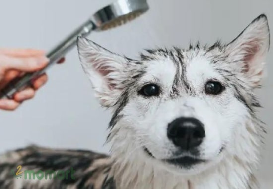 Cách chăm sóc chó con Husky hiệu quả