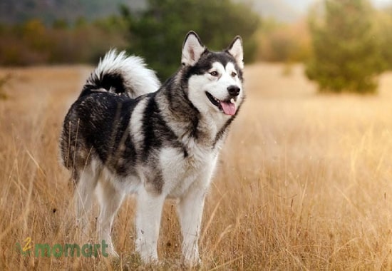 Kinh nghiệm mua chó Husky thuần chủng