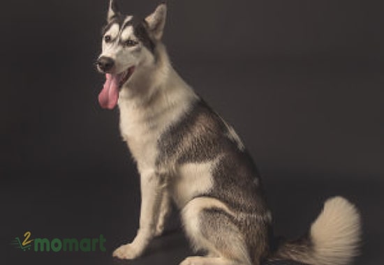 Giá chó Husky thuần chủng có đắt không?