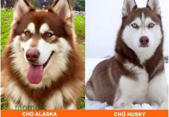 Phân biệt chó Husky và Alaska