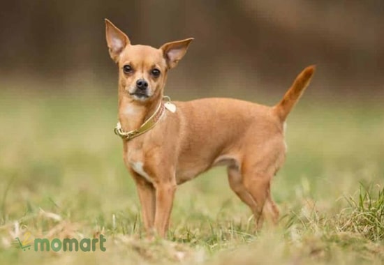 Dòng chó Chihuahua nhỏ xinh đang được nhiều người lựa chọn