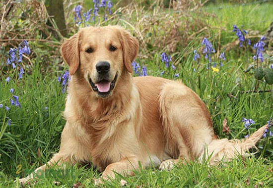 Golden là giống chó kiểng có ngoại hình cực kỳ xinh đẹp