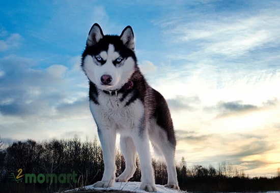 Chó Husky sở hữu vẻ ngoài sang trọng và đẹp mắt