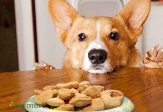 Chó Corgi thích ăn gì nhất?