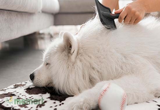 Chăm sóc bộ lông cho các chó Sam thường xuyên