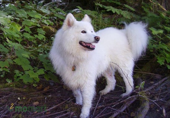 Những em chó lai của Husky cùng Samoyed có ngoại hình độc đáo