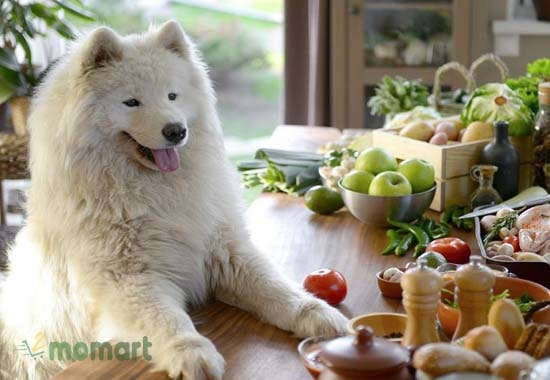 Nên cung cấp cho chú cún Samoyed một chế độ dinh dưỡng hợp lý