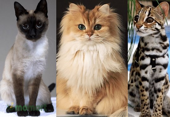 Đặc điểm của các giống mèo đẹp