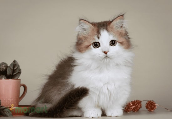 Giống mèo cảnh đáng yêu cute nhất chính là Munchkin chân ngắn