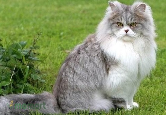 Mèo Anh lông dài (British Longhair) là giống mèo đẹp