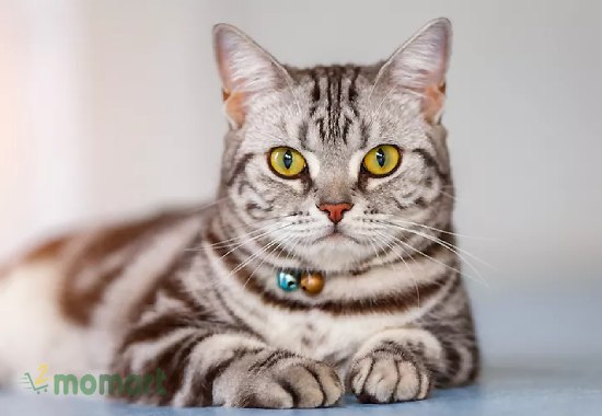 Giá mèo cảnh - Mèo lông ngắn Mỹ đẹp
