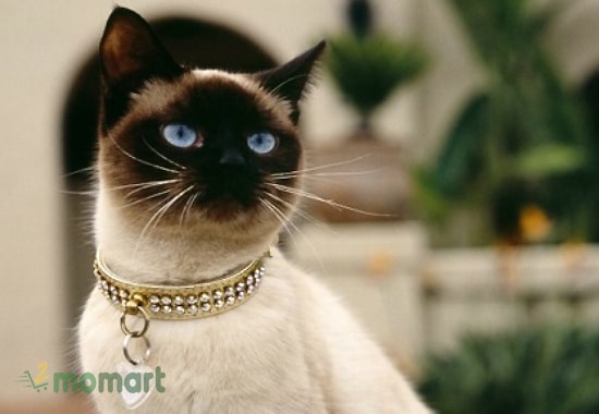 Mèo Xiêm cũng là một trong những con mèo đẹp nhất thế giới
