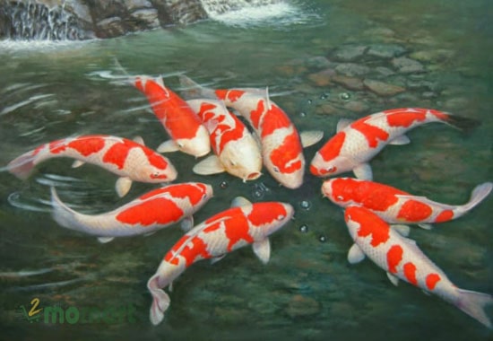 Koi Kohaku mang 2 màu sắc chính là đỏ cam và trắng