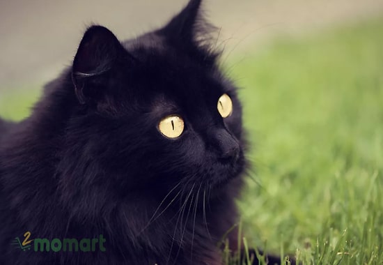 Mèo đen gọi là gì?