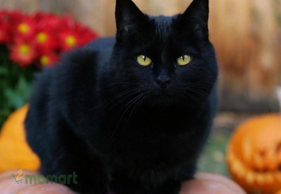 Nguồn gốc của mèo đen dựa trên giống mà nó mang