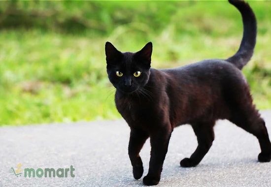 Đặc điểm mèo đen là ngoại hình săn chắc, thân hình thon dài