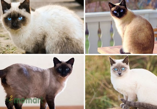 Mèo Xiêm lông trắng và các màu sắc khác đều được yêu thích