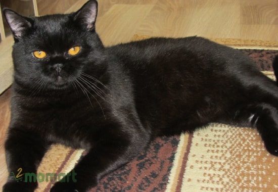 Giống mèo đen mắt vàng sẽ trông thân thiện hơn mèo đen mắt xanh