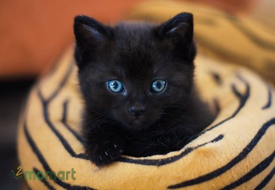 Tìm hiểu về truyền thuyết, nguồn gốc mèo đen
