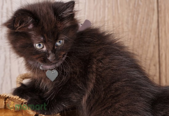 Mèo mun American Bobtail - Mèo Mỹ đuôi cộc đẹp