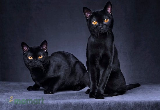 Mèo mun đen Bombay - Đại diện cho mèo đen Châu Á