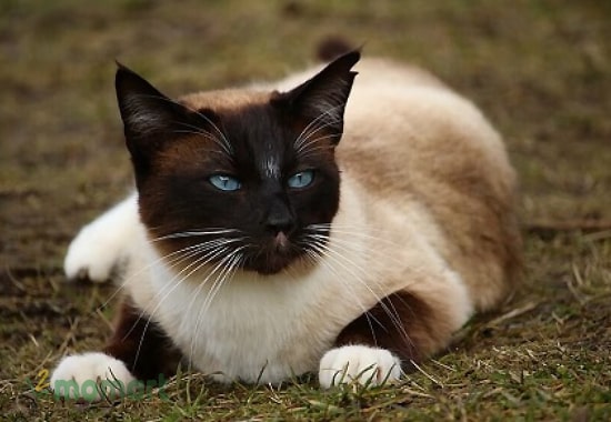 Nguồn gốc mèo Xiêm là từ nước nào?