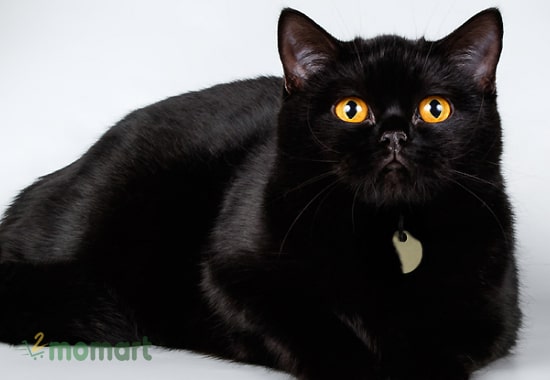Tính cách của mèo đen khá hung dữ