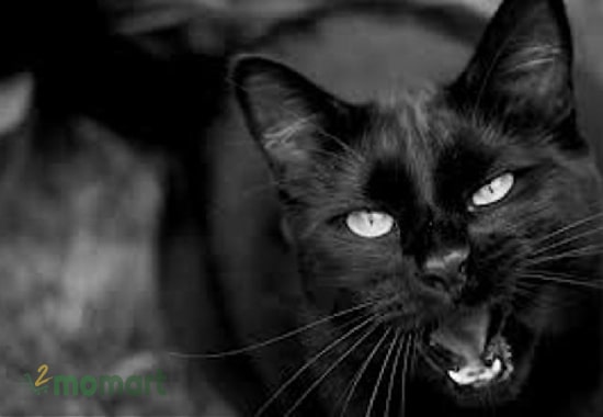 Đối với các nước Anh và Đức, ý nghĩa mèo đen không giống nhau